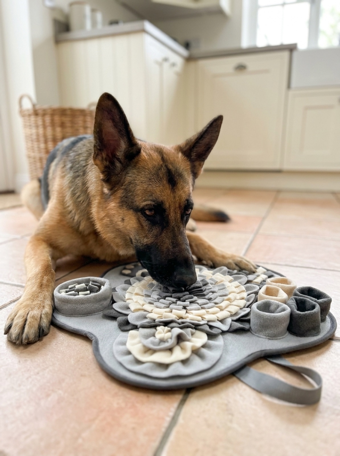 Chien qui utilise son flair pour explorer, la base du travail de fouille